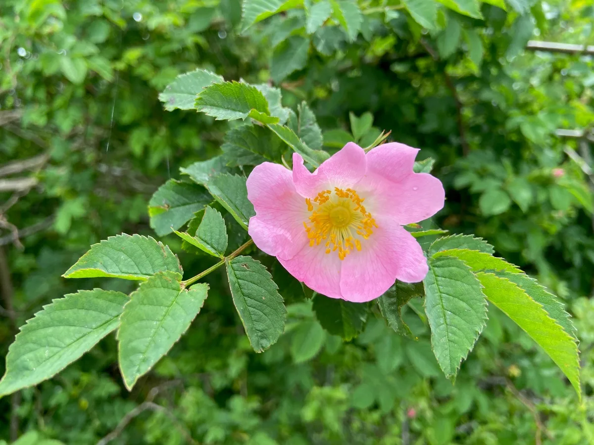 Nahaufnahme einer Hundsrose.